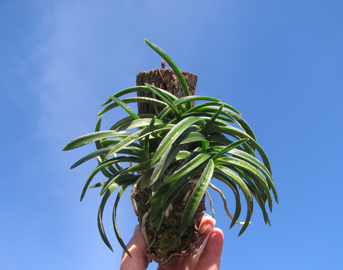 Neofinetia falcata.jpg