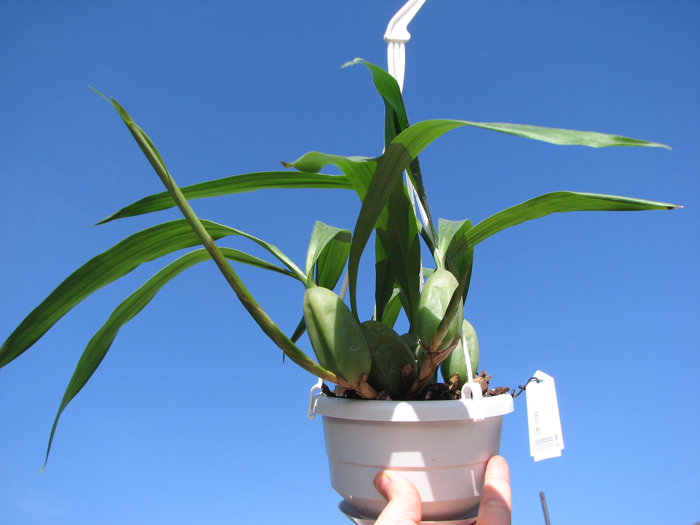 Coelogyne cristata.jpg
