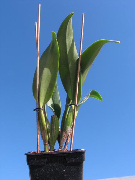 Brassolaeliocattleya Lucky Strike x Brassolaeliocattleya Golf Pink.jpg