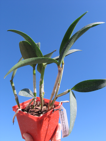 Cattleya Green Emerald 'Orchid Queen'.jpg