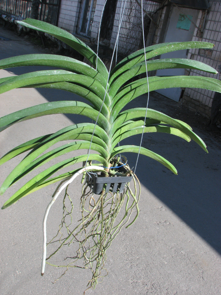 Vanda Tarab Waxy x Vanda Patcharee's Delight.jpg