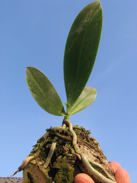 Phalaenopsis hieroglyphica.jpg