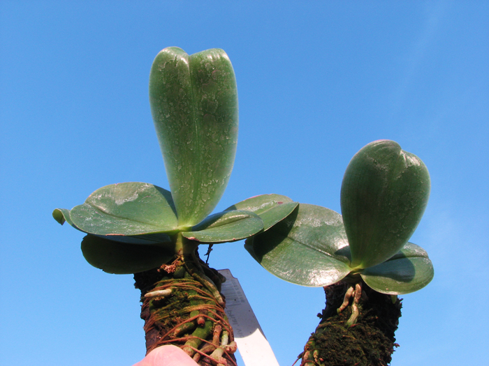 Phalaenopsis violacea 'Borneo'.jpg