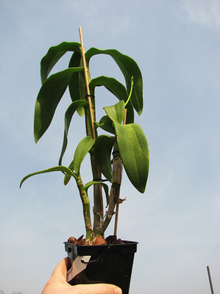Dendrobium Supernova.jpg