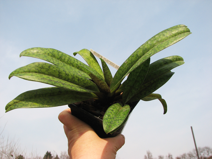 Paphiopedilum Dark Spell 'Ruby' x Paphiopedilum St Swithin 'Swallow'.jpg