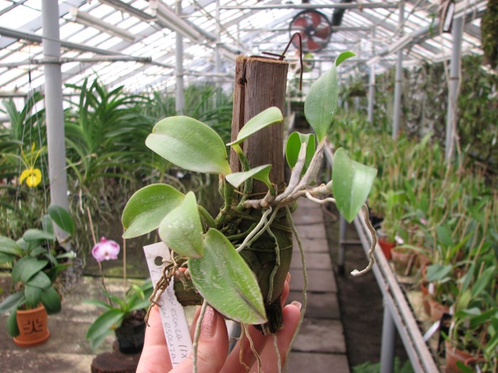 Laelia alaori escura II x Laelia alaori escura I.JPG