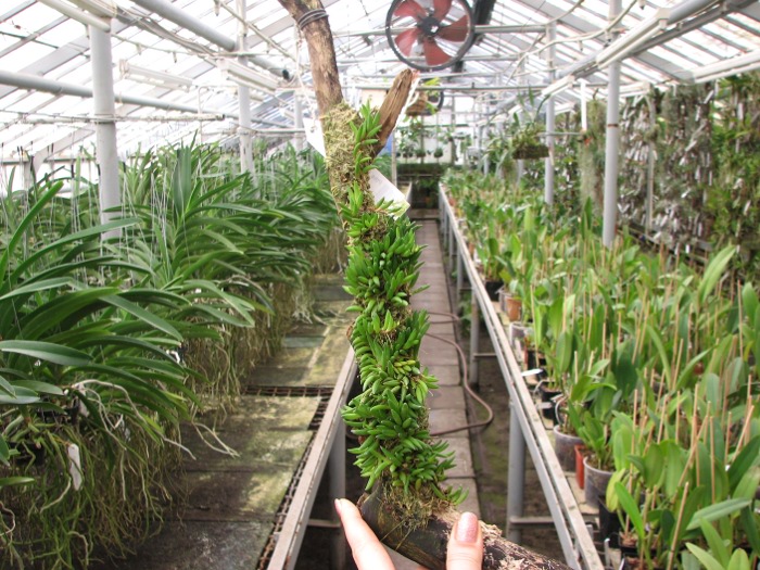 Pleurothallis leptotifolia (clump).JPG