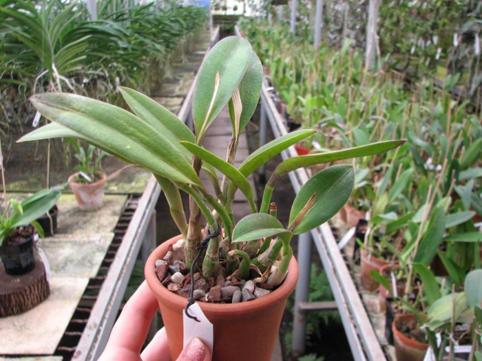 Laelia flava.JPG