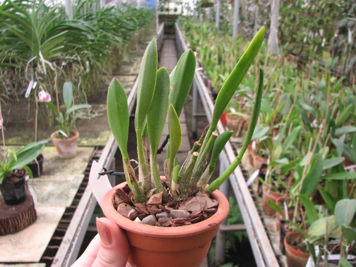 Laelia lucasiana.JPG