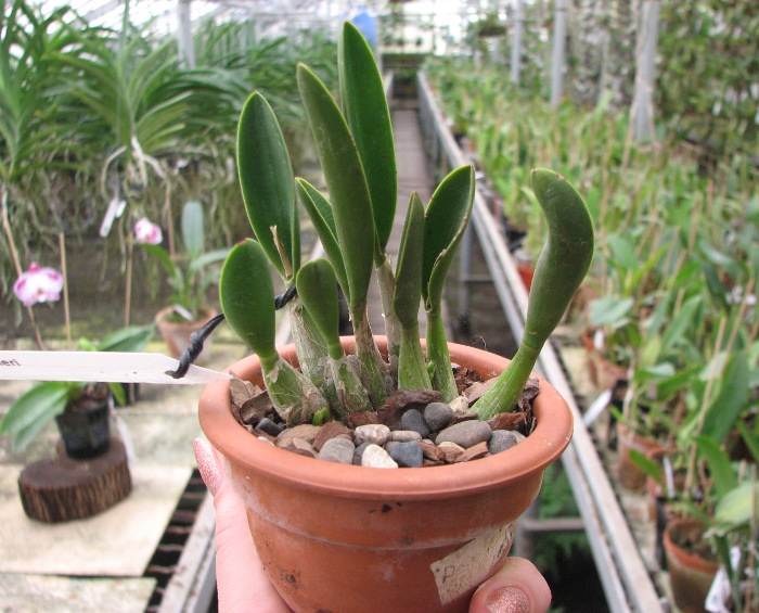 Laelia fournieri.JPG