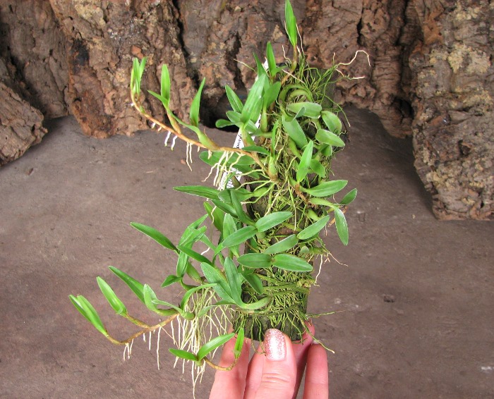 Dinema polybulbon.JPG