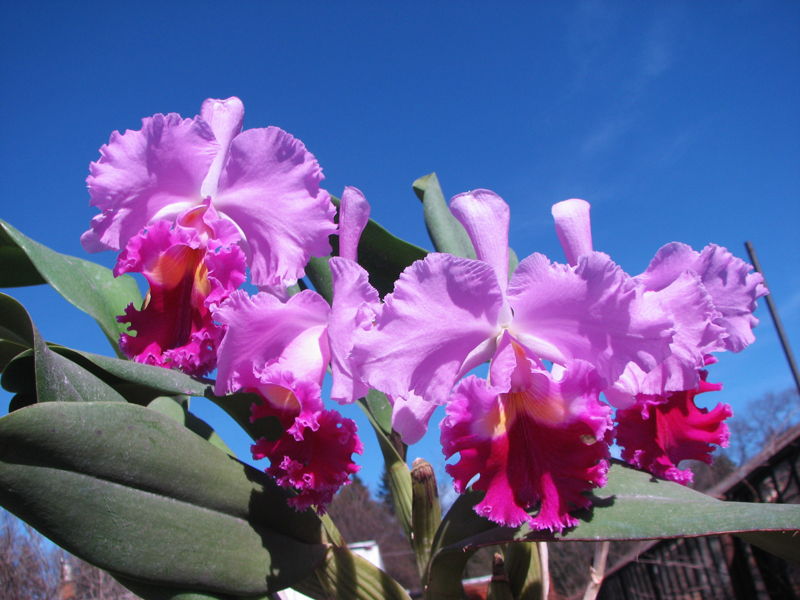 Brassolaeliocattleya Pamela Finney 'All Victory'.jpg