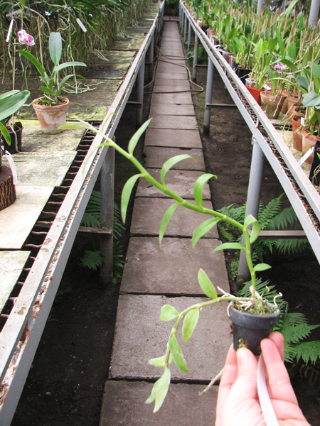 Dendrobium aphyllum.jpg