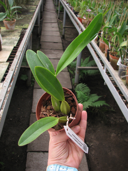 Laelia anceps coerulea 'Veitchiana' x SELF.jpg