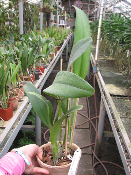 Brassolaeliocattleya Young Kong 'Sun No16'.jpg