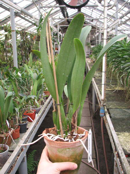 Cattleya Gertrude Hausermann.jpg