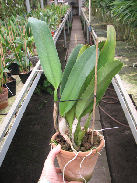 Brassolaeliocattleya Triumphal Coronation 'Seto'.jpg