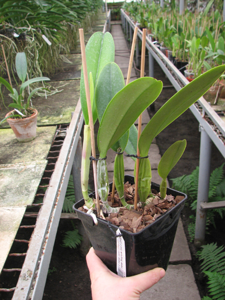 Cattleya trianae 'Junio' (12-8) x Cattleya trianae 'Sangre de Toro II' (25-8).jpg