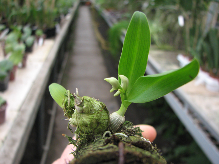 Dendrobium peguanum.jpg