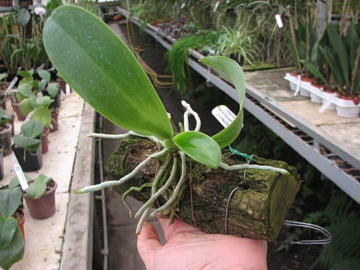 Phalaenopsis lueddemanniana var deltonii.jpg