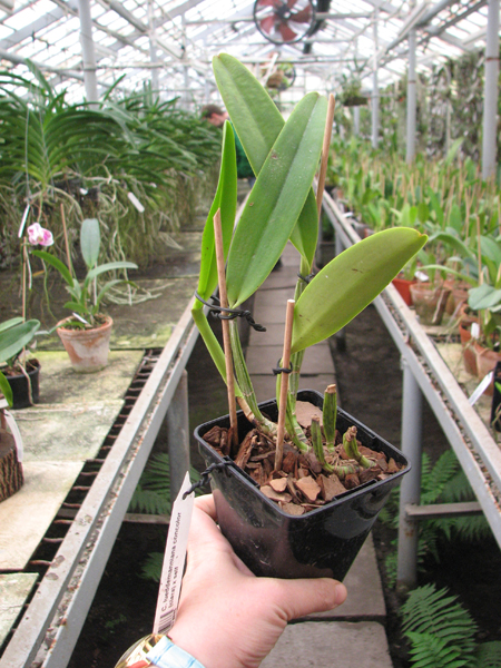Cattleya lueddemanniana concolor (clara) x self.jpg