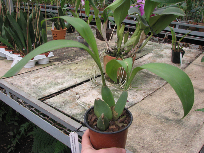 Rossioglossum 'Rawdon Jester' (Rossioglossum grande x Rossoiglossum williamsianum).jpg