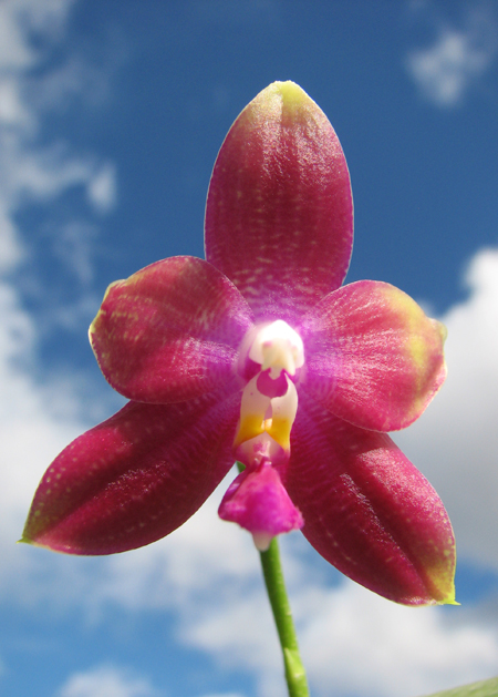 Phalaenopsis Jennifer Palermo x Phalaenopsis LD's Bear Queen.jpg