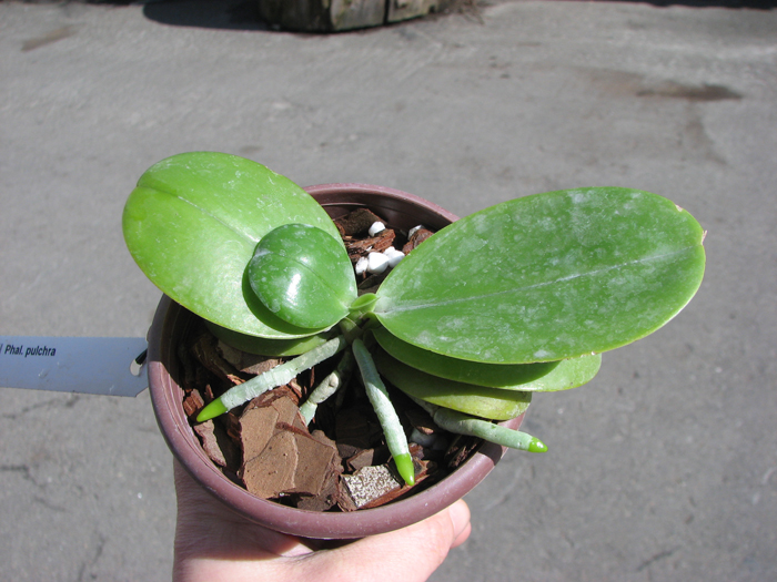Phalaenopsis pulchra.jpg