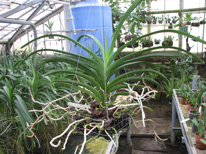 Ascocenda Oriental Lunar Beach x Vanda Chaiya.jpg