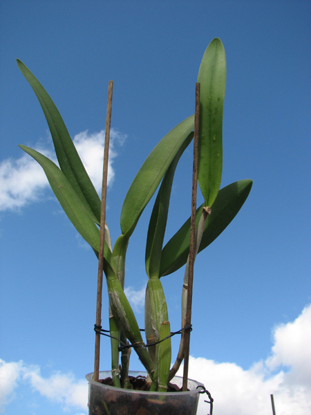 Brassocattleya Golf Green 'Hair Pig' (Cattleya Moscombe x Brassavola digbyana).jpg