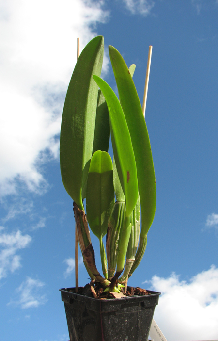 Cattleya mossiae var amoena.jpg