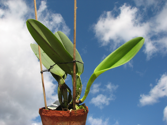 Cattleya labiata coerulensis.jpg