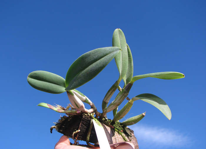 Cattleya walkeriana var princeps.jpg