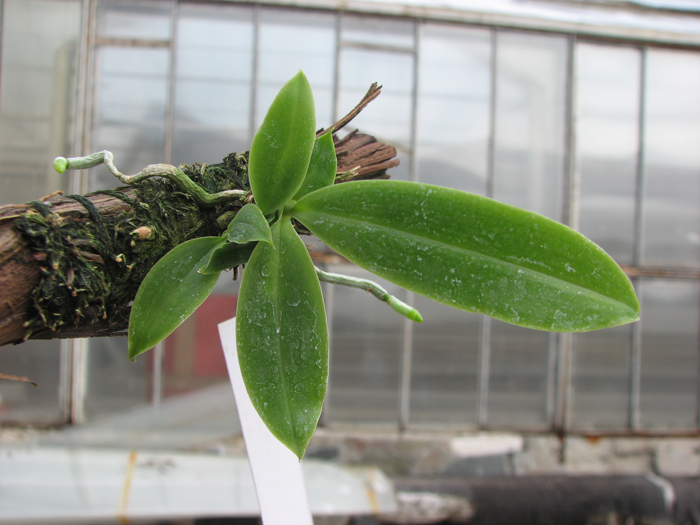 Phalaenopsis corningiana.jpg