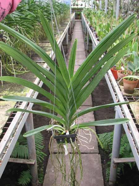 Ascocenda Kulwadee Fragrance.jpg