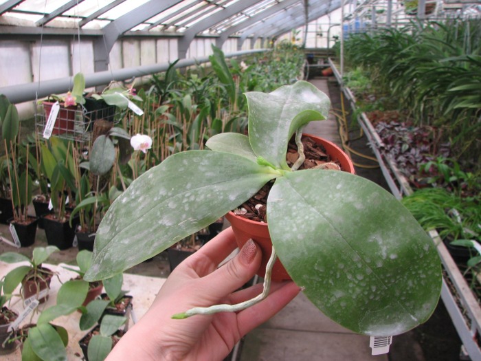 Phalaenopsis Princess Kailuani (violacea x amboinensis).JPG