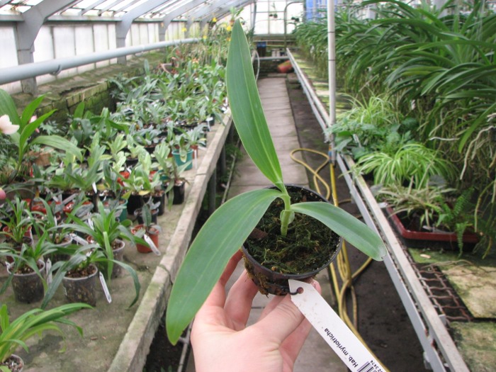 Habenaria myriotricha.JPG