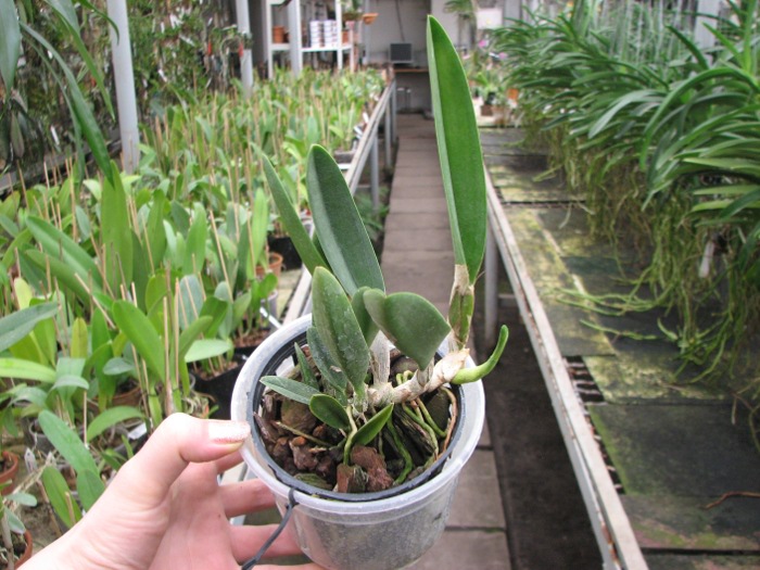 Brassavola digbyana var. fimbripetala.JPG