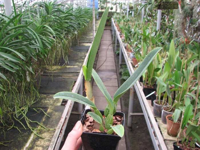 Cattleya percivaliana carnea x SELF.JPG