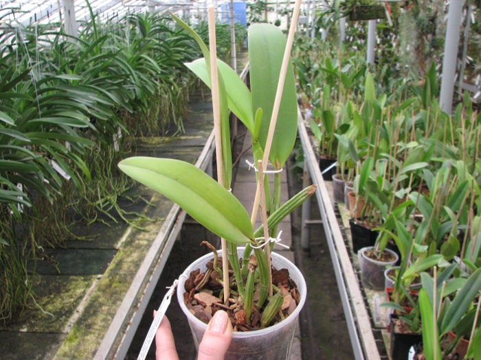 Cattleya lueddemanniana coerulea (Ssique x Murillo) x Cattleya lueddemanniana coerulea (Mariauxi x Amparo).JPG