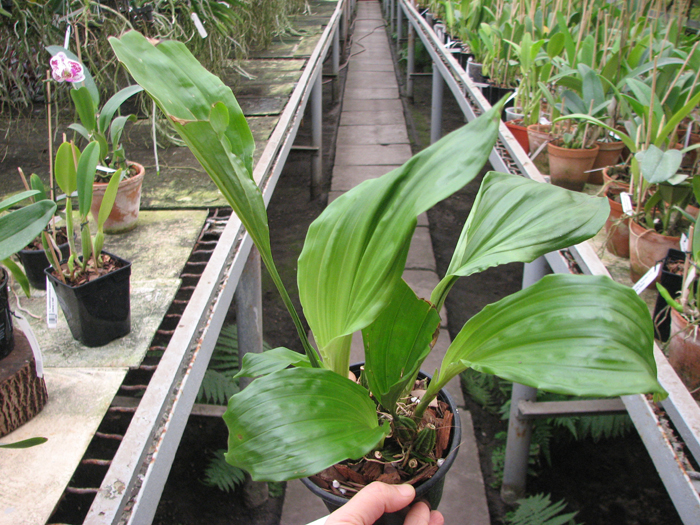 Gongora ecornuta.jpg
