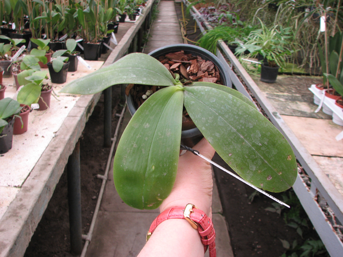 Phalaenopsis bellina.jpg