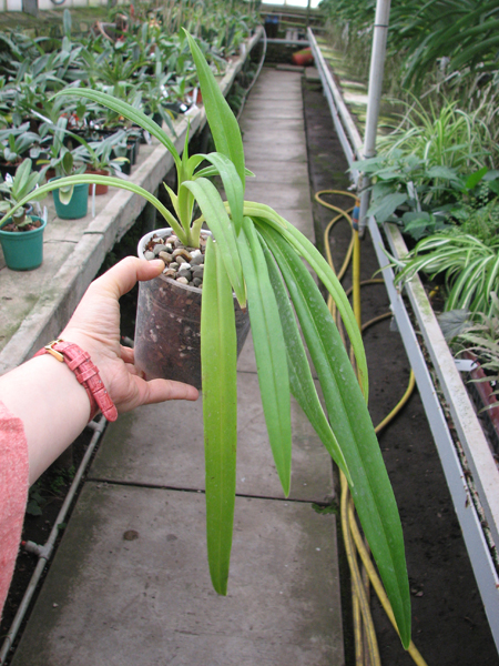 Phragmipedium Hanne Popow (besseae x schlimii).jpg