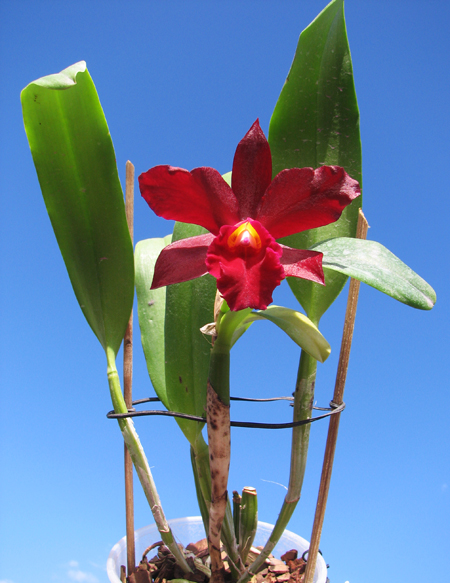 Sophrolaeliocattleya Tutankamen 'Pop'.jpg
