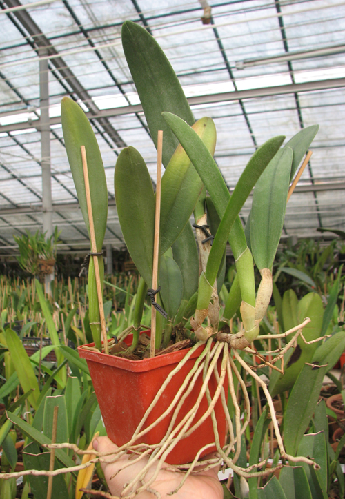 Brassavola Aristocrat (Brassavola glauca x digbyana).jpg