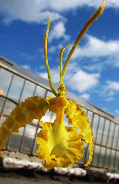 Psychopsis Mariposa alba.jpg