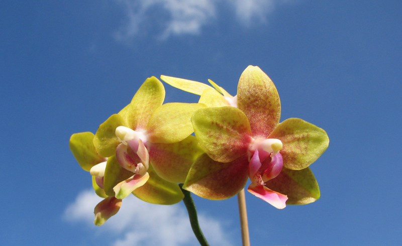Doritaenopsis Tying Shing Phoenix.jpg