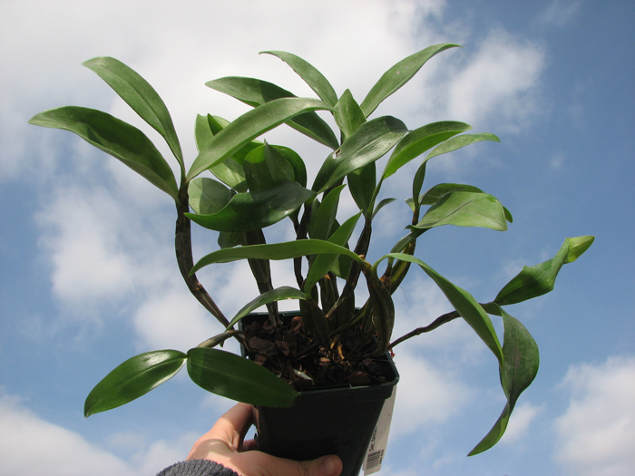 Dendrobium farmeri.jpg