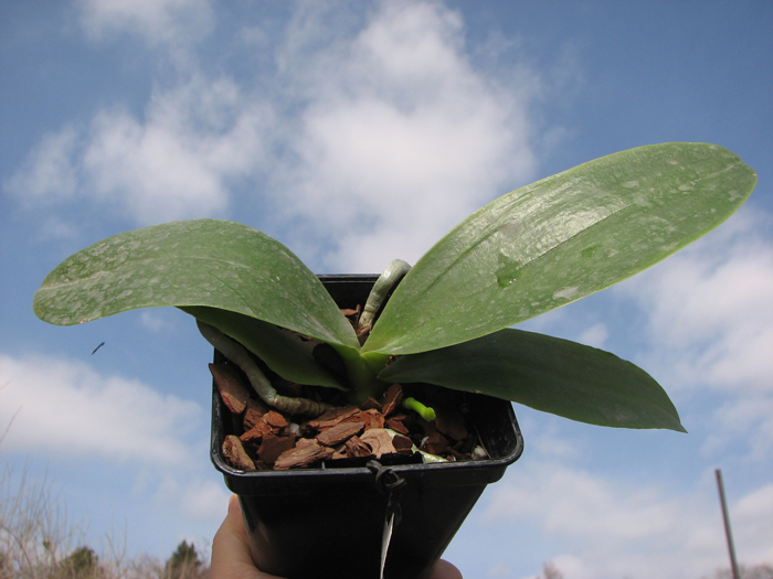 Phalaenopsis Natasha 'Aiko'.jpg
