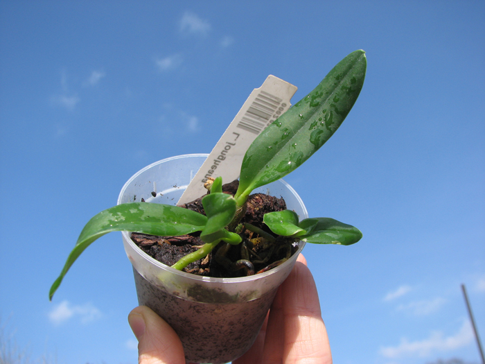 Laelia jongheana.jpg